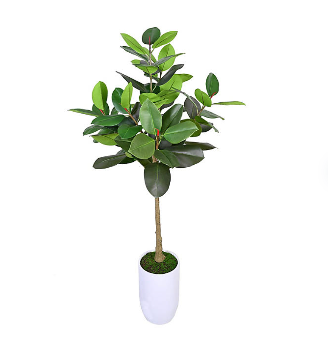 Artificial 6' Boxed Rubber Tree in White Ceramic Planter - Bellso